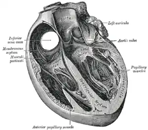 The human heart, viewed from the front. The mitral valve is visible on the right as the "bicuspid valve"