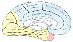 Medial surface of cerebral hemisphere, showing areas supplied by cerebral arteries. Areas supplied by the posterior cerebral artery shown in yellow.