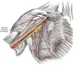 The brachial plexus surrounds the brachial artery.