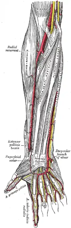 Muscles and arteries of the right forearm and hand, including the superficial palmar arch and the common palmar digital arteries branching off of it. Palmar aspect with the proximal part (elbow) at the top and the distal part (hand) at the bottom.