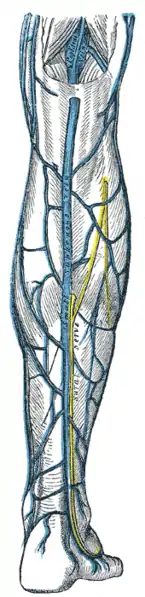 Small saphenous vein and its tributaries