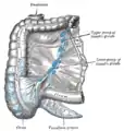 The lymphatics of cecum and vermiform process from the front.