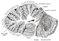 Sagittal section of the cerebellum, near the junction of the vermis with the hemisphere. (Veins not visible, but regions can be seen).