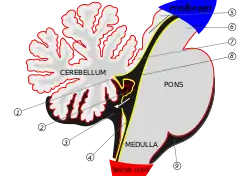 Scheme of roof of fourth ventricle. 1. Posterior medullary velum  2. Choroid plexus  3. Cisterna cerebellomedullaris of subarachnoid cavity  4. Central canal  5. Corpora quadrigemina  6. Cerebral peduncle  7. Anterior medullary velum  8. Ependymal lining of ventricle  9. Cisterna pontis of subarachnoid cavity  (Arrow = Flow of cerebrospinal fluid (CSF) through foramen of Magendie)