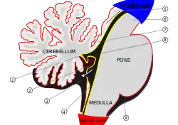 Scheme of roof of fourth ventricle.