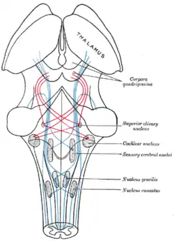 Scheme showing the course of the fibers of the lemniscus; medial lemniscus in blue, lateral in red.