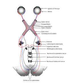 Scheme showing central connections of the optic nerves and optic tracts.