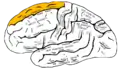 Lateral surface of left cerebral hemisphere