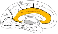 Cingulate gyrus.