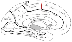 Paracentral sulcus. It defines the anterior boundary of the paracentral lobule.