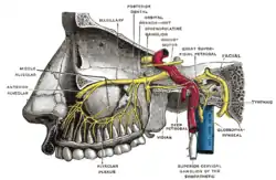 Alveolar branches of superior maxillary nerve and pterygopalatine ganglion.