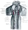 Upper part of medulla spinalis and hind- and mid-brains; posterior aspect, exposed in situ.