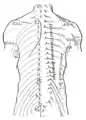 Distribution of cutaneous nerves, dorsal aspect. Dorsal and lateral cutaneous branches labeled at center right.