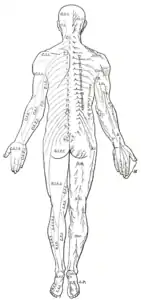 Distribution of the cutaneous nerves. Dorsal aspect.