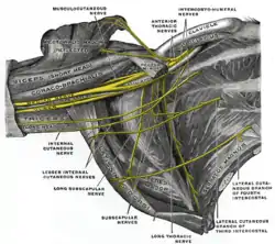Nerves in the infraclavicular portion of the right brachial plexus in the axillary fossa.