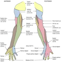 Diagram of segmental distribution of the cutaneous nerves of the right upper extremity