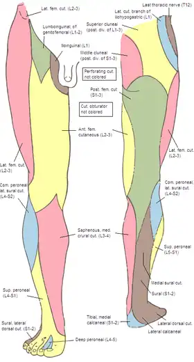 Areas of skin sensation supplied by nerves in the leg.