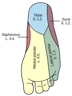 Areas of skin supplied by nerves of the leg - the sural nerve supplies the lateral ankle.