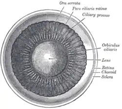 Interior of anterior chamber of eye.