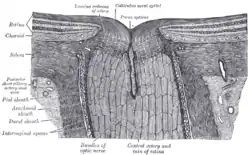 The terminal portion of the optic nerve and its entrance into the eyeball, in horizontal section