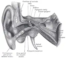 External and middle ear, opened from the front. Right side.