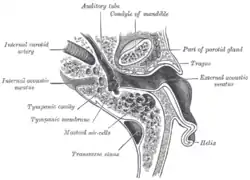 Horizontal section through left ear; upper half of section