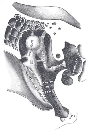 Chain of ossicles and their ligaments, seen from the front in a vertical, transverse section of the tympanum. (Vestibule visible at center right.)