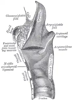 Sagittal section of the larynx and upper part of the trachea.