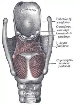 Muscles of larynx. Posterior view.