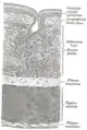 Transverse section of tracheal tissue. Note that image is incorrectly labeled "ciliated stratified epithelium" at upper right.