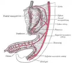 Abdominal part of digestive tube and its attachment to the primitive or common mesentery; human embryo at six weeks