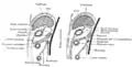 Diagrams to illustrate the development of the greater omentum and transverse mesocolon.