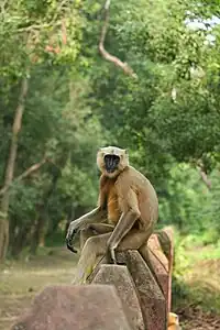 Gray Langur, Tikapur Park, Kailali