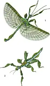 A fine large "Phasma" illustrated by George Robert Gray in 1833, showing cryptic resting pose and dramatic wing flash