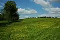 Grazing land above Puckham Woods