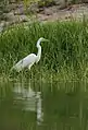 Great Egret in lake at Jaswant Thada