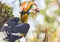 Great hornbill eating a fledgling bird