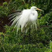 Great egret during mating season at High Island