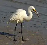 Great egret(Ardea alba)