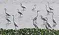 Flock at Kolkata, West Bengal, India