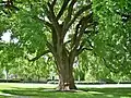 American elm at Phillips Academy, Andover, Massachusetts (May 2020)