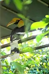 Great Indian Hornbill at Nagaland Zoological Park