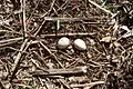 eggs from a nest near El Copey de Dota, Costa Rica