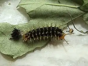 Caterpillar of race bolina