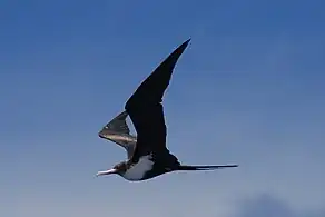Another female in flight