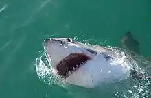 Great white shark near Dyer Island