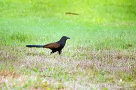 At Rabindra Sarobar, Kolkata