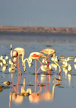 Greater flamingo, Jamnagar