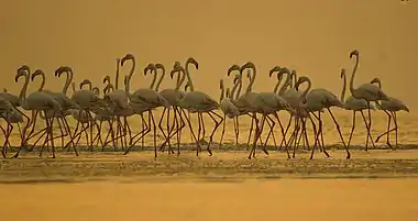 Greater Flamingo at Rann of Kutch