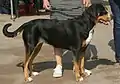 Grosser Schweizer Sennenhund (Greater Swiss Mountain Dog)